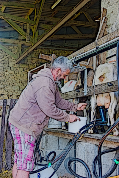 Traite des chèvres à la ferme Kerflaveur